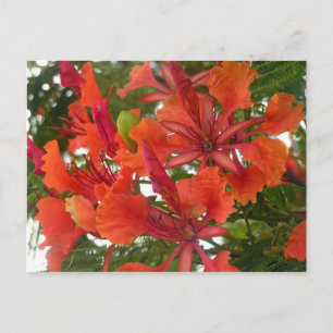 Royal Poinciana Blume Postcard Postkarte