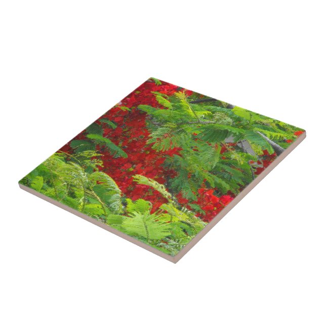Royal Poinciana Fliese (Seite)