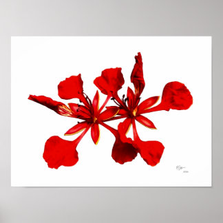 Royal Poinciana Flower Poster