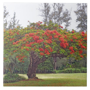 "ROYAL POINCIANA TREE"/RED BLOSSOMS FLIESE