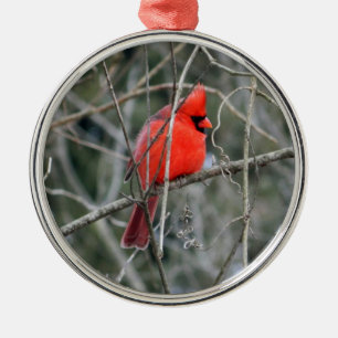 Royal Red Kardinal Premium Ornament