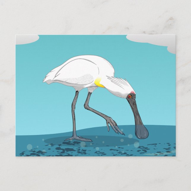 Royal Spoonbill NZ Postkarte (Vorderseite)
