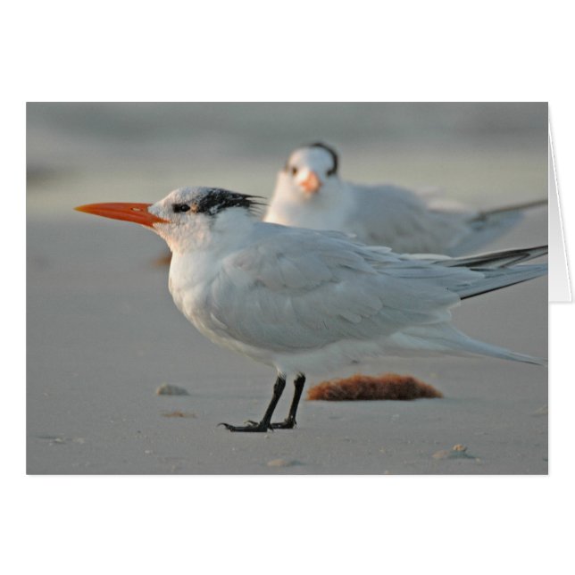 ROYAL TERN (Vorderseite (Horizontal))