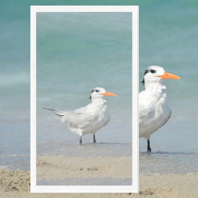 Royal Tern Coastal Beach Fotografie Serviette (Von Creator hochgeladen)