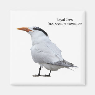 Royal Tern Magnet