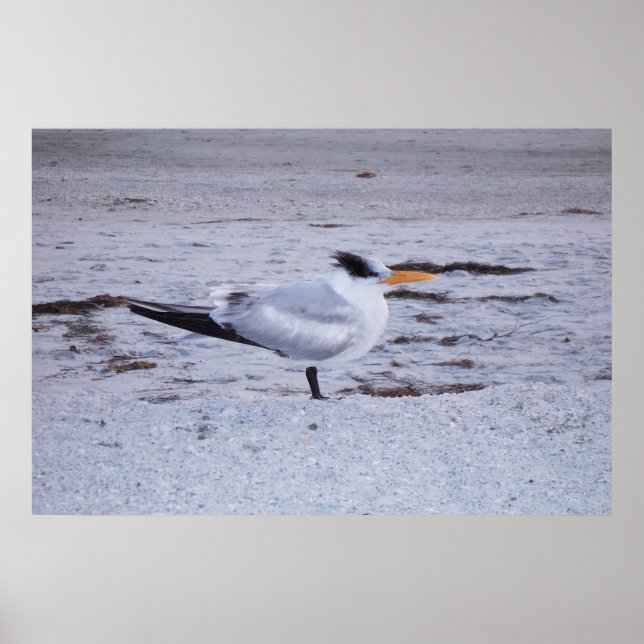 Royal Tern Poster (Vorne)