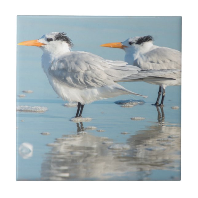 Royal Terns am Strand Fliese (Vorderseite)