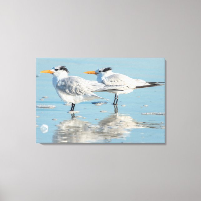 Royal Terns am Strand Leinwanddruck (Vorderseite)