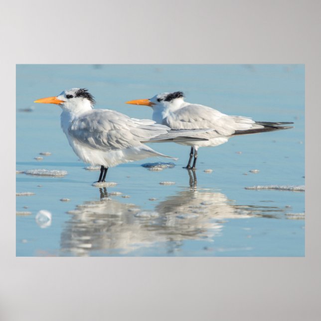 Royal Terns am Strand Poster (Vorne)