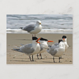 Royal Terns Foto Postkarte