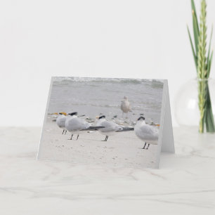 Royal Terns Note Card Feiertagskarte