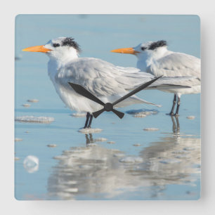 Royal Terns on beach Quadratische Wanduhr