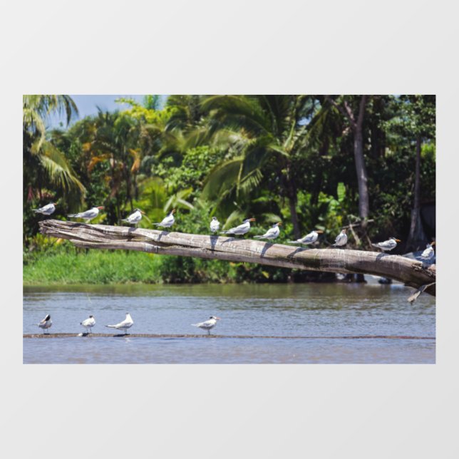 Royal terns, Tortuguero Flussmündung - Costa Rica Fensteraufkleber (Blatt)