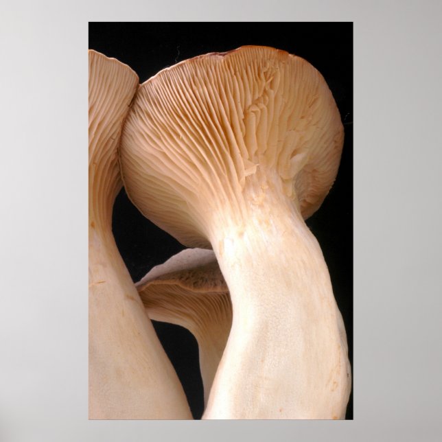 Royal Trumpet Mushroom Foto Poster (Vorne)