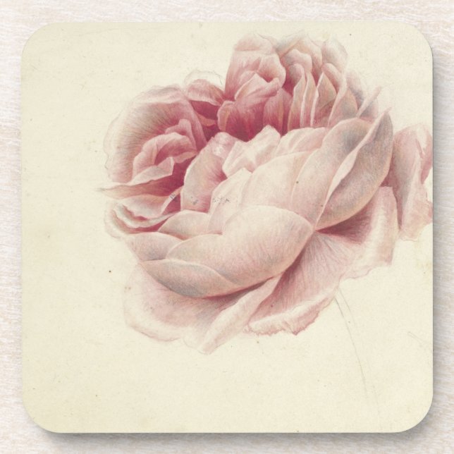 Roze Roos (1792) - Zeitlose Vintage botanische Kun Getränkeuntersetzer (Vorderseite)