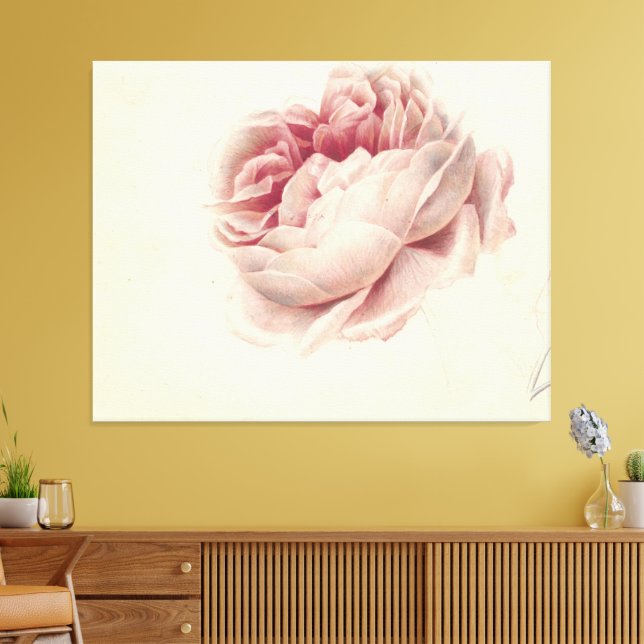 Roze Roos (1792) - Zeitlose Vintage botanische Kun Leinwanddruck (Insitu (Wohnzimmer))