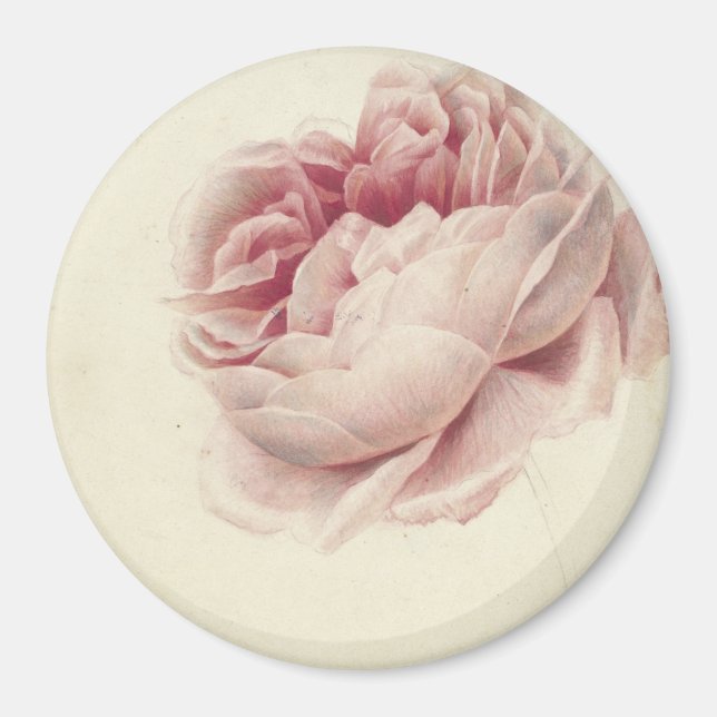 Roze Roos (1792) - Zeitlose Vintage botanische Kun Magnet (Vorne)
