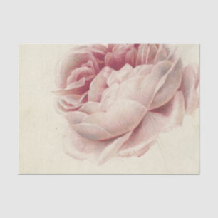 Roze Roos (1792) - Zeitlose Vintage botanische Kun Seidenpapier