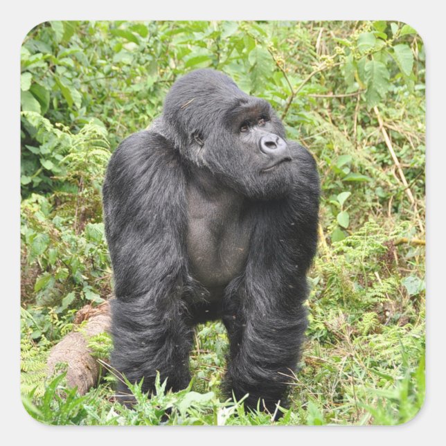 Ruanda Gorilla Safari auf Display Stickers (Vorderseite)