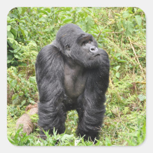 Ruanda Gorilla Safari auf Display Stickers