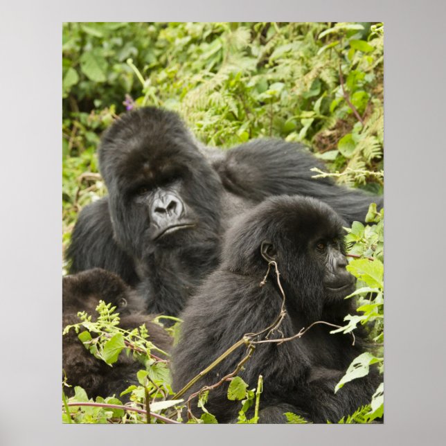 Ruanda, Volcanos National Park. Berg Poster (Vorne)