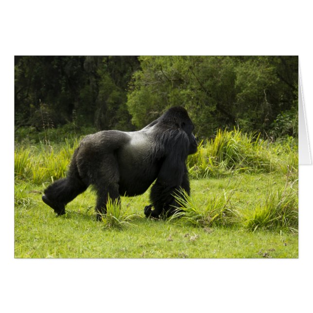 Ruanda, Volcanos-Nationalpark (Vorderseite (Horizontal))