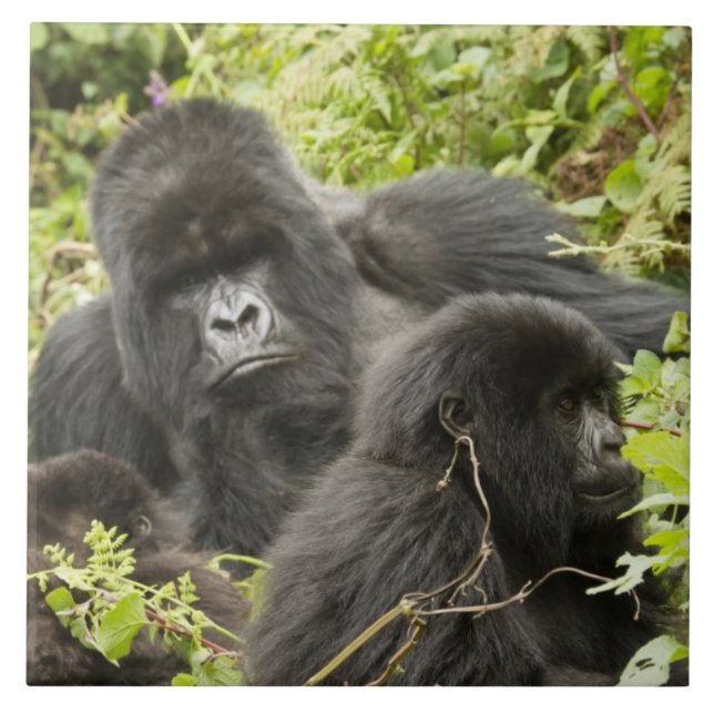 Ruanda, Volcanos-Nationalpark Fliese (Vorderseite)