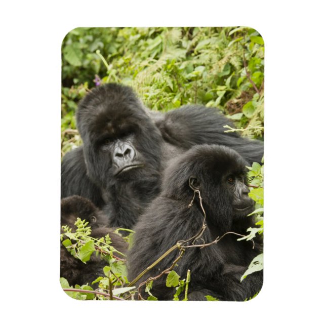 Ruanda, Volcanos-Nationalpark Magnet (Vertikal)