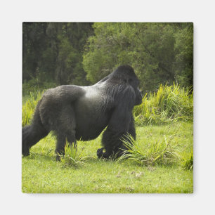 Ruanda, Volcanos-Nationalpark Magnet