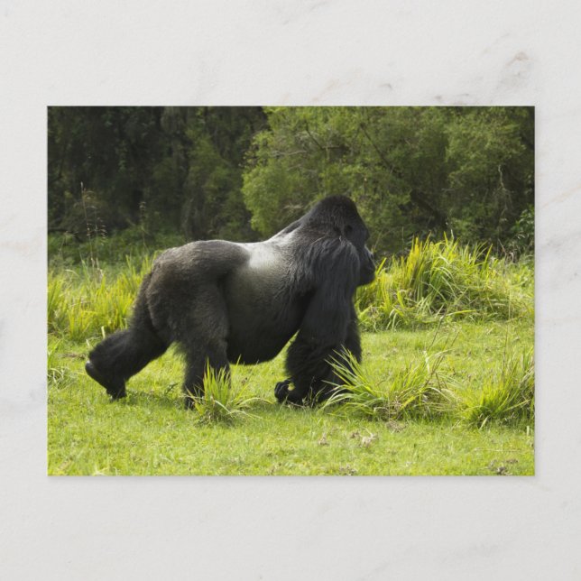 Ruanda, Volcanos-Nationalpark Postkarte (Vorderseite)