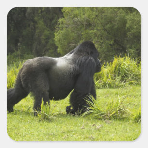 Ruanda, Volcanos-Nationalpark Quadratischer Aufkleber