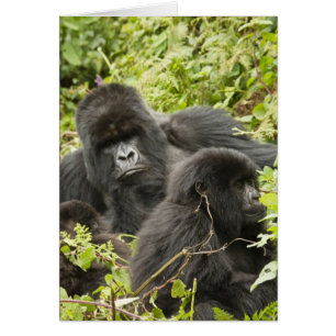Ruanda, Vulkan-Nationalpark