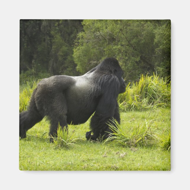Ruanda, Vulkan-Nationalpark Magnet (Vorne)