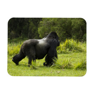 Ruanda, Vulkan-Nationalpark Magnet