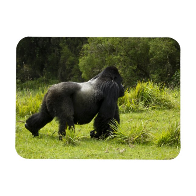 Ruanda, Vulkan-Nationalpark Magnet (Horizontal)