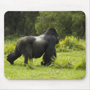 Ruanda, Vulkan-Nationalpark Mousepad