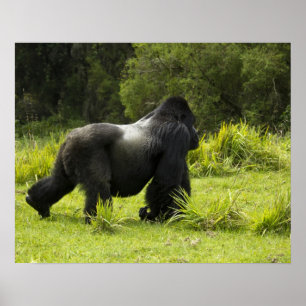 Ruanda, Vulkan-Nationalpark Poster