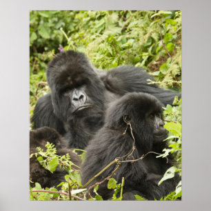 Ruanda, Vulkan-Nationalpark Poster