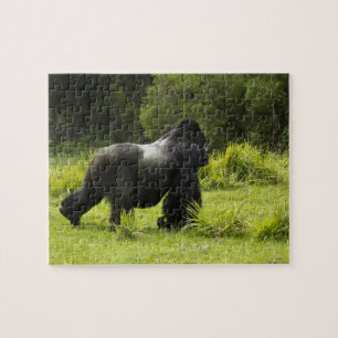 Ruanda, Vulkan-Nationalpark Puzzle