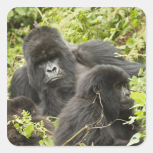 Ruanda, Vulkan-Nationalpark Quadratischer Aufkleber