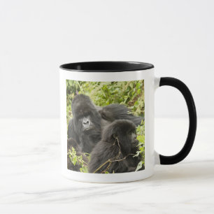 Ruanda, Vulkan-Nationalpark Tasse