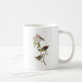 Rubin-gekrönter Kinglet durch Audubon Tasse