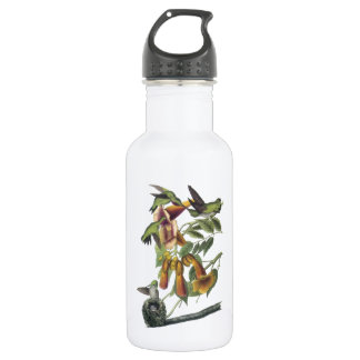 Rubin-throated Kolibri durch Audubon Trinkflasche