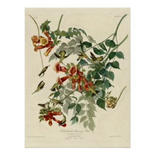 Rubin-throated Kolibri Poster