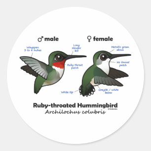 Rubin-throated Kolibri-Statistiken Runder Aufkleber