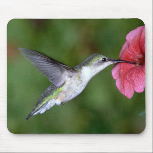 Rubin-throated Kolibri (weiblich) mit Petunie Mousepad
