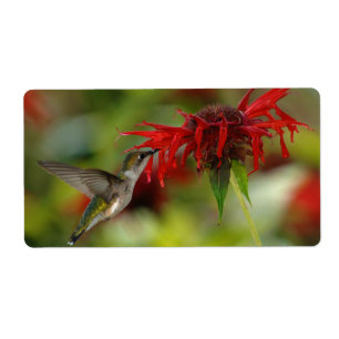 Rubin-Throated KolibriArchilochus Colubris