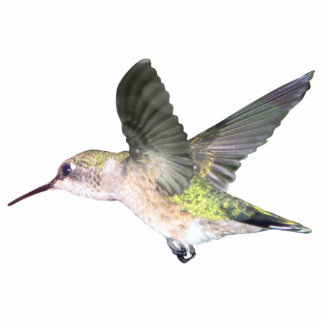 Rubin-throated Verzierung des Kolibri-2x3 Fotoskulptur Ornament