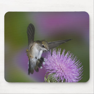Rubinkehlkolibri im Flug an Distel Mousepad
