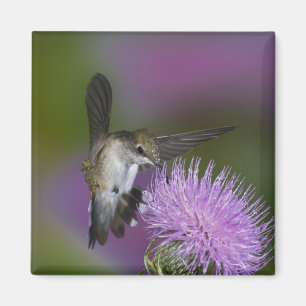 Rubinkehlkolibri im Flug an einer Distel Magnet